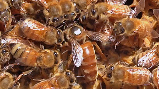 Honey bee queen with workers inside the hive.