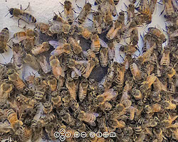 Image outside of a beehive with hundreds of bees.Virtual tour in a bee hive