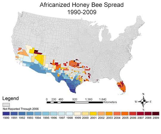 Map showing the spread of Africanized honey bees in the United States.