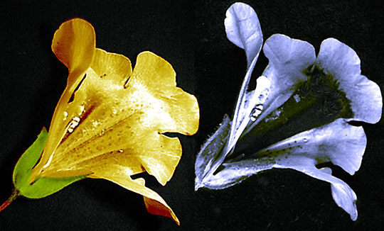 Two flowers, on the left is the visible view and the right is ultraviolet light.