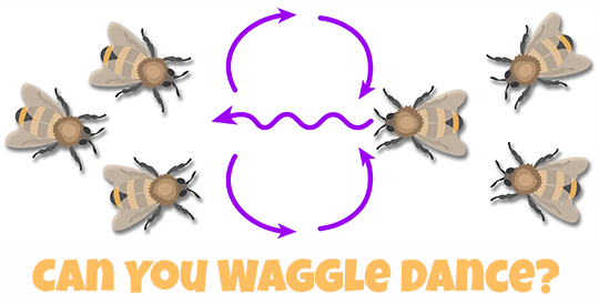 Illustraton showing a honey bee with the diagram showing the path for the waggle dance. Other worker bees are watching.