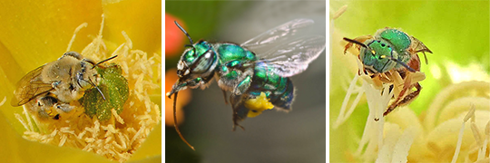 Image of three types of bees that are not honey bees - carpenter, orchid, and sweat bee.