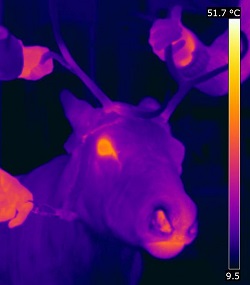 Reindeer thermal image