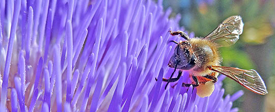 Honey bee collecting pollen from an artichoke flower.