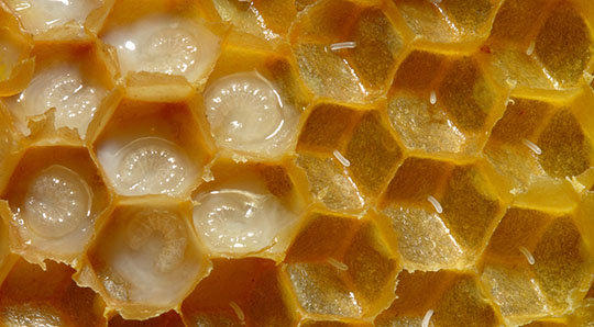 Looking inside a honey bee comb. The larve are seen in liquid royal jelly and the smaller eggs are on the right side.