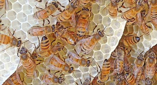 Honey bee workers building cells in natural hive