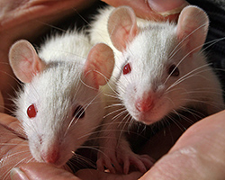 Two white rats with red eyes in someone's hand.