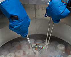 A scientist's gloved hands using tongs to submerge test tubes in a bath of liquid nitrogen.