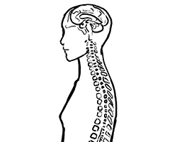 An illustration of a person's sillhouette from the side view with their brain and spinal cord drawn in