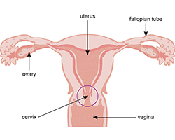 An illustration of the female reproductive system with labels