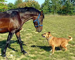 A brown horse looks down at a golden dog in a grassy field