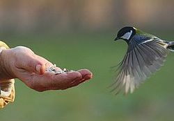 A small bird is approaching a hand. The bird is in mid flight and looks like it may land on the person's hand, or simply fly in place to feed on the food in the person's hand.