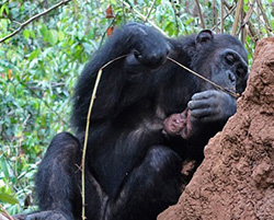 chimpanzee fishing for termites