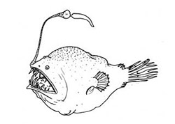 A drawing of an anglerfish, with a lure on its head that attracts prey.