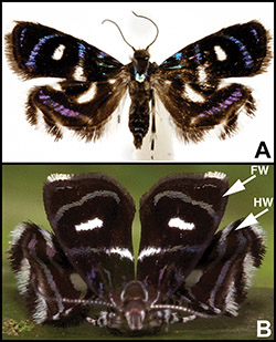 Colored metalmark moth in both regular and spider-mimicking positions