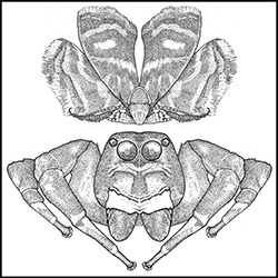 Drawing of moth in mimic position next to spider