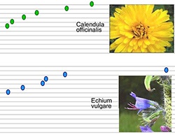 Flower nectar graph