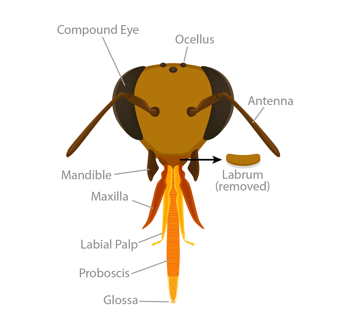 Honey Bee Anatomy | Ask A Biologist