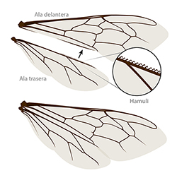 Bee wing anatomy spanish