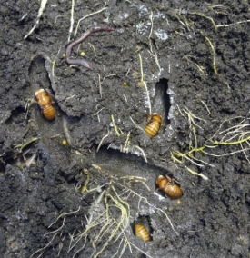 Cicada nymphs and burrows