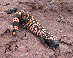 A Gila monster out looking for food or a mate