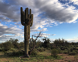 A saguaros in the Sonoran Desert near the Arizona-Mexico border