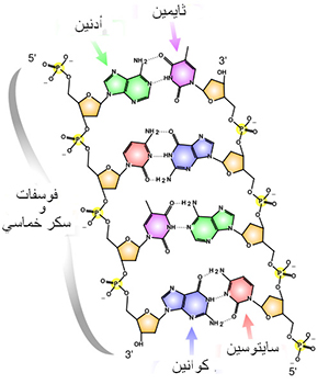 Illustration showing molecular structure of base pairs in Arabic