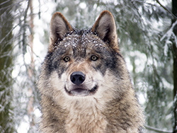 Grey wolf dusted with snow.