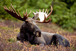 Bull moose laying in a field. 