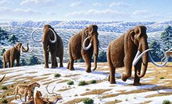 Woolly mammoths.