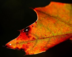 orange colored leaf