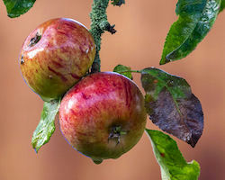 Wet apples on a tree, surrounded by leaves