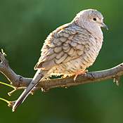 bird-image