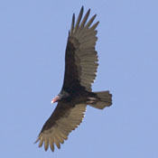 Turkey Vulture thumbnail