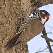 Arizona Woodpecker thumbnail