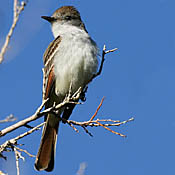Ash-throated Flycatcher thumbnail