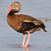 Black-bellied Whistling-Duck thumbnail