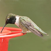 Black-chinned Hummingbird thumbnail
