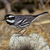 Black-throated Gray Warbler thumbnail