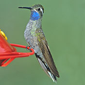 Blue-throated Hummingbird thumbnail