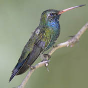 Broad-billed Hummingbird thumbnail
