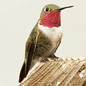 Broad-tailed Hummingbird thumbnail