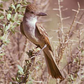 Brown-crested Flycatcher thumbnail