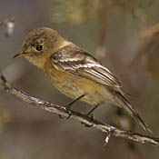 Buff-breasted Flycatcher thumbnail