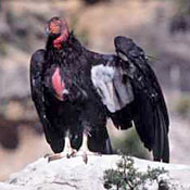 California Condor thumbnail