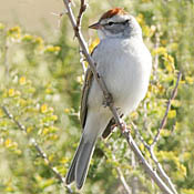 Chipping Sparrow thumbnail