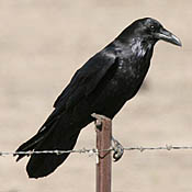 Common Raven thumbnail