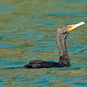 Double-crested Cormorant thumbnail