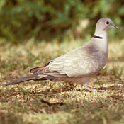 Eurasian Collared-Dove thumbnail