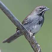 Five-striped Sparrow thumbnail